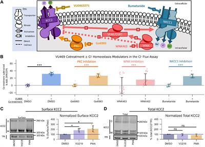 Discovery of Small Molecule KCC2 Potentiators Which Attenuate In Vitro Seizure-Like Activity in Cultured Neurons